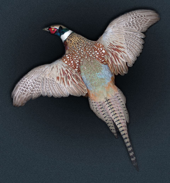 طائر شرس يهاجم رجال ونساء وأطفال قرية بريطانية صورة رقم 1