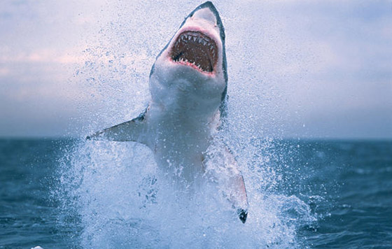 اسماك القرش تقضي على الرياضي هوارد صورة رقم 3 اسماك القرش تقضي على الرياضي هوارد صورة رقم 3