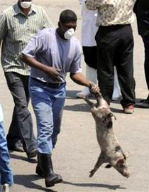 إبادة الخنازير استدعت تأسيس نقابة للزبالين في مصر!! صورة رقم 1