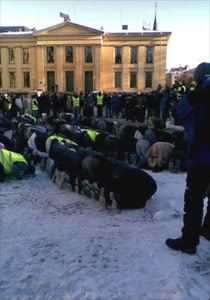 أوسلو: إحتجاج 3000 مسلم على الرسوم المسيئة للرسول        صورة رقم 1