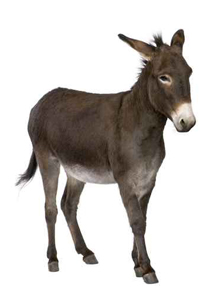 حمار يرشد الشرطة الى مقر أخطر عصابة إجرامية في المغرب! صورة رقم 1 حمار يرشد الشرطة الى مقر أخطر عصابة إجرامية في المغرب! صورة رقم 1