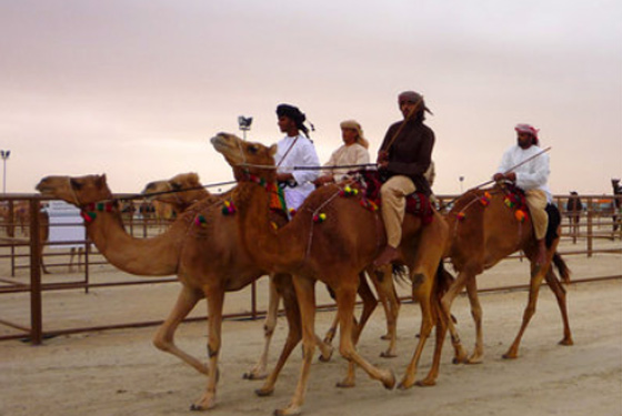 الإمارات تجمع قبائلها بمسابقة جمال الإبل !!  صورة رقم 10