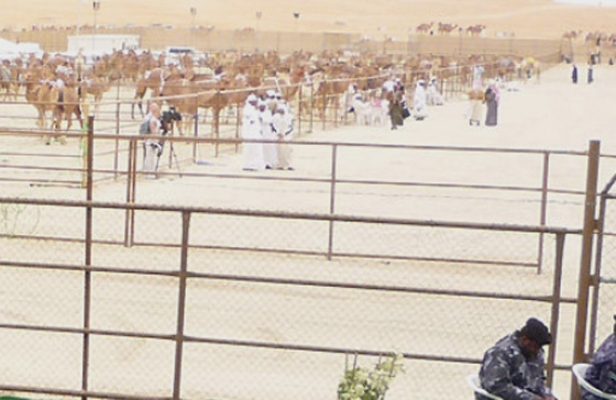 الإمارات تجمع قبائلها بمسابقة جمال الإبل !!  صورة رقم 15