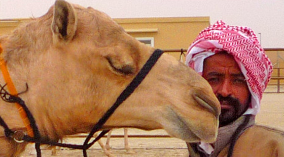 الإمارات تجمع قبائلها بمسابقة جمال الإبل !!  صورة رقم 12