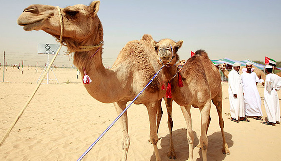 الإمارات تجمع قبائلها بمسابقة جمال الإبل !!  صورة رقم 4