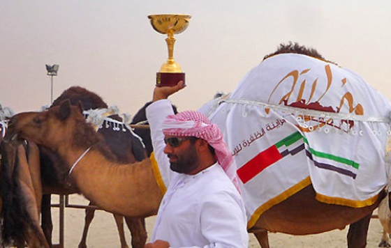 الإمارات تجمع قبائلها بمسابقة جمال الإبل !!  صورة رقم 5