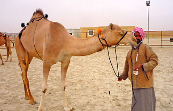 الإمارات تجمع قبائلها بمسابقة جمال الإبل !!  صورة رقم 6