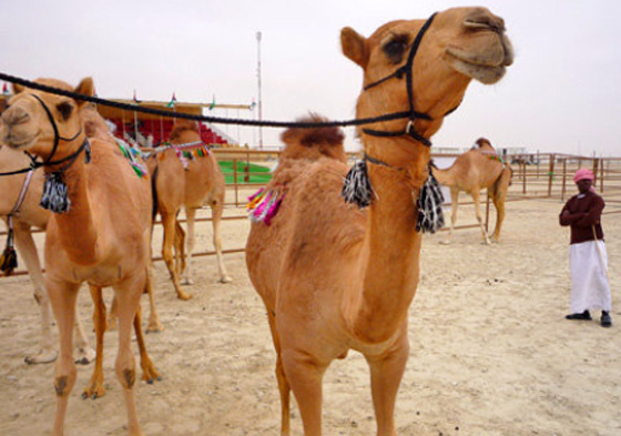 الإمارات تجمع قبائلها بمسابقة جمال الإبل !!  صورة رقم 13