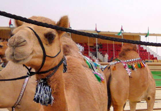 الإمارات تجمع قبائلها بمسابقة جمال الإبل !!  صورة رقم 9