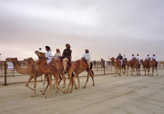 الإمارات تجمع قبائلها بمسابقة جمال الإبل !!  صورة رقم 16
