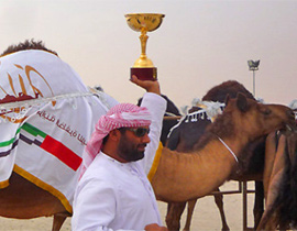 الإمارات تجمع قبائلها بمسابقة جمال الإبل !!  صورة رقم 1