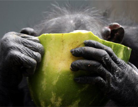 الزيارة ممنوعة.. الشمبانزي أدمن على الكحول والتدخين! صورة رقم 1 الزيارة ممنوعة.. الشمبانزي أدمن على الكحول والتدخين! صورة رقم 1