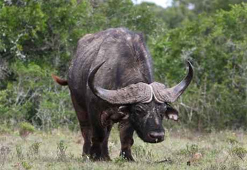 ثور يهاجم حارس المزرعة لغيرته على البقرات!! صورة رقم 1 ثور يهاجم حارس المزرعة لغيرته على البقرات!! صورة رقم 1