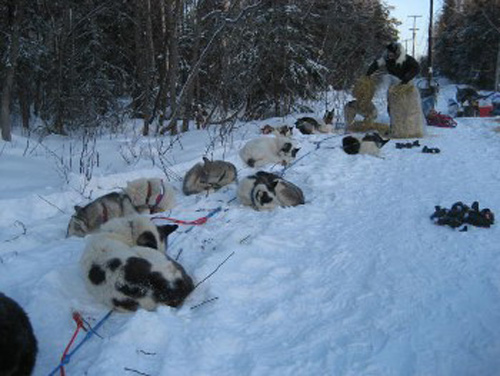 الذئاب البرية تهاجم مناطق في ألاسكا وتفترس معلمة!! صورة رقم 2 الذئاب البرية تهاجم مناطق في ألاسكا وتفترس معلمة!! صورة رقم 2