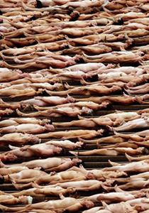 قريبًا في إسرائيل.. اكبر مهرجان للعراة بالعالم! صورة رقم 1