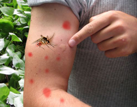 مواطنة سعودية تقاضي الباعوض في الفندق وتخسر الدعوى! صورة رقم 1