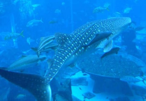 دبي تطلق سراح الحوت (سامي) الى الحرية!        صورة رقم 4