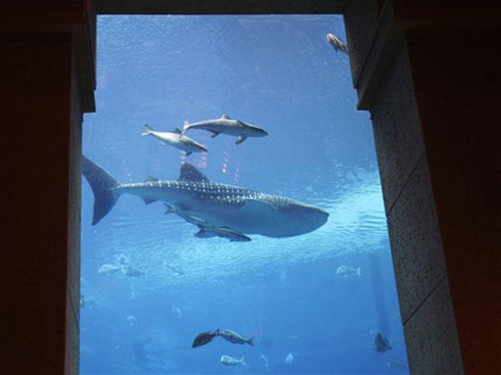 دبي تطلق سراح الحوت (سامي) الى الحرية!        صورة رقم 2