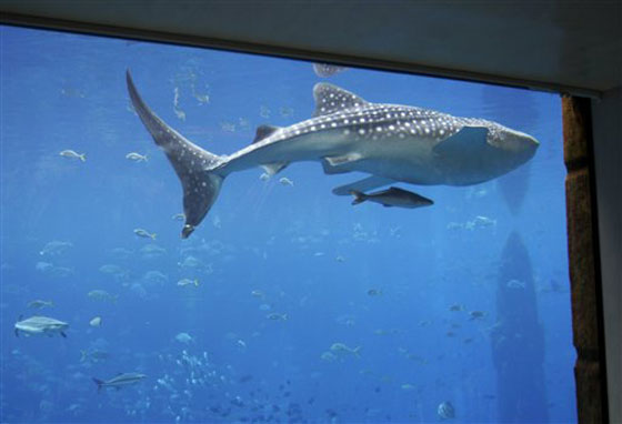 دبي تطلق سراح الحوت (سامي) الى الحرية!        صورة رقم 5