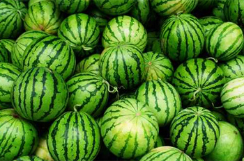 في نيوزلندا البطيخ يعرقل حركة السير صورة رقم 1