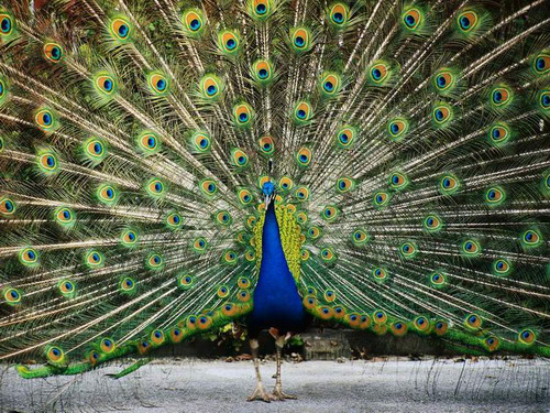 تغريم مواطن كندي بـ 500 لاحتجازه لطاؤوس هارب!! صورة رقم 1