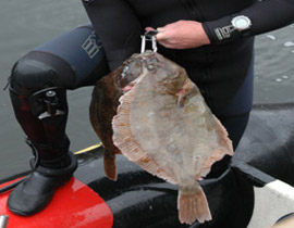 محامى سويسري يدافع عن سمكة لاصطيادها بعنف!! صورة رقم 1