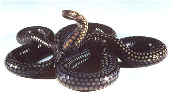 سرقوا 46 ثعبانا ولحسن الحظ لم يكونوا سامين!! صورة رقم 1