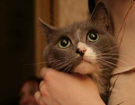 قتل وعذّب القطط فحكم عليه بالسجن 18 شهرا!! صورة رقم 1