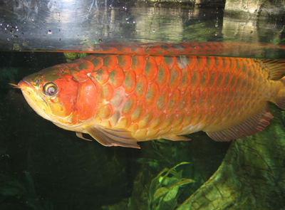 هل تشتري سمكة بمئة ألف دولار؟! صورة رقم 1 هل تشتري سمكة بمئة ألف دولار؟! صورة رقم 1