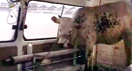 بقرة ضخمة في سيارة الإسعاف تسببت بإيقاف عمل طبيب باكستاني صورة رقم 1