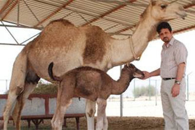 ولادة بن سوقان ثاني جمل مستنسخ في العالم  صورة رقم 1