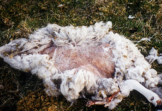 كائنات فضائية تعتدي على خراف بريطانيا وتنتزع أدمغتها وعيونها صورة رقم 3 كائنات فضائية تعتدي على خراف بريطانيا وتنتزع أدمغتها وعيونها صورة رقم 3