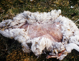 كائنات فضائية تعتدي على خراف بريطانيا وتنتزع أدمغتها وعيونها صورة رقم 1 كائنات فضائية تعتدي على خراف بريطانيا وتنتزع أدمغتها وعيونها صورة رقم 1