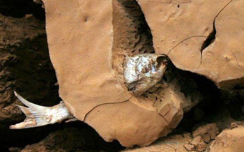 أزمة مياة أدت الى جفاف بحيرة أسماك كاملة في الصين  صورة رقم 1