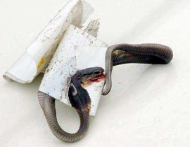 إخلاء بناية من سكانها واصطياد أفعى الكوبرا بطريقة مبتكرة!  صورة رقم 1