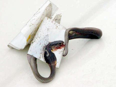 إخلاء بناية من سكانها واصطياد أفعى الكوبرا بطريقة مبتكرة!  صورة رقم 7