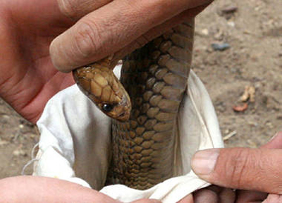 إخلاء بناية من سكانها واصطياد أفعى الكوبرا بطريقة مبتكرة!  صورة رقم 6