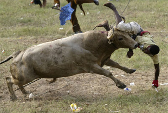 اعدام ثور هائج غرس قرنيه في جسد رجل! صورة رقم 1