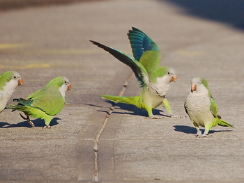 يعود الى بلاده بـ 53 عصفور!! صورة رقم 1 يعود الى بلاده بـ 53 عصفور!! صورة رقم 1