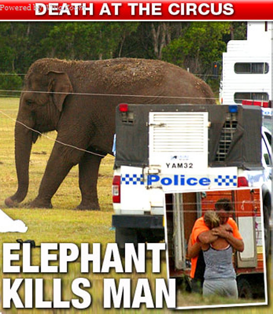 خلال عرض السيرك.. فيل يدوس على مدربه حتى الموت!! صورة رقم 2
