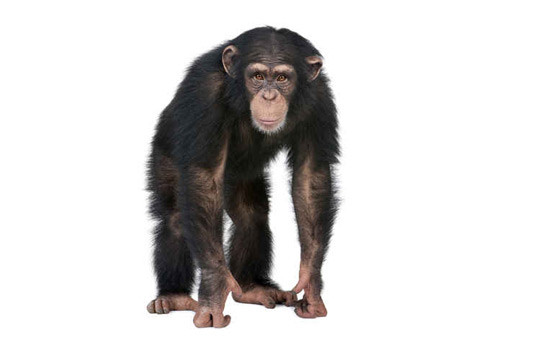 قرد متوحش يختطف طفل من ساحة منزله! صورة رقم 1