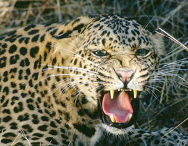 فلاديمير يطلب من ايران ان تبعث له نمورا اناثا!! صورة رقم 1 فلاديمير يطلب من ايران ان تبعث له نمورا اناثا!! صورة رقم 1