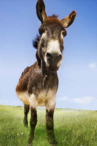 حمار مفخخ تسبّب بقتل فتى أفغاني! صورة رقم 1