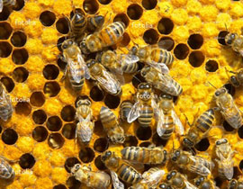 موضة جديدة في اليابان: لصوص يسرقون النحل! صورة رقم 1