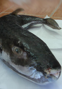 خطر: سمك الارنب القاتل في اسواق غزة!! صورة رقم 1 خطر: سمك الارنب القاتل في اسواق غزة!! صورة رقم 1