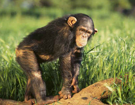 ألو يا شرطة.. قرد في مدرستنا! صورة رقم 1