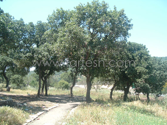 متنزه سولليم يعاني الاهمال  صورة رقم 5