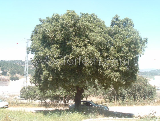 متنزه سولليم يعاني الاهمال  صورة رقم 3