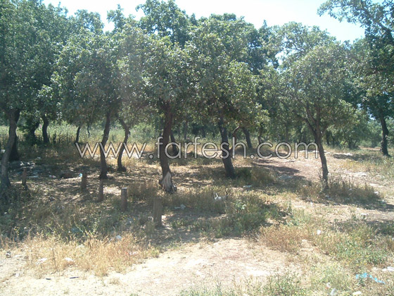 متنزه سولليم يعاني الاهمال  صورة رقم 2