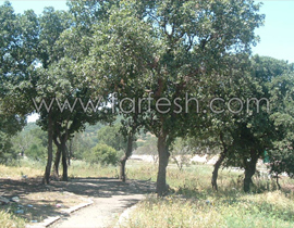 متنزه سولليم يعاني الاهمال  صورة رقم 1